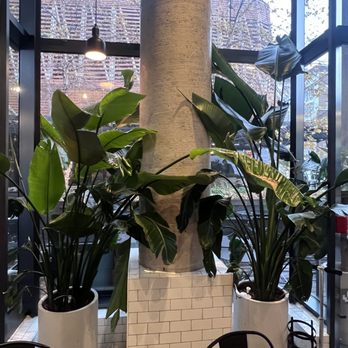 Isla & Co - Williamsburg - green oasis - Cafes Near Me - Brooklyn, New York