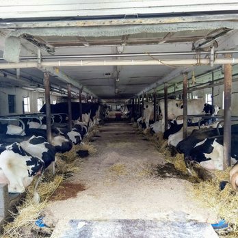 Muranda Cheese Company - The Stars of the show - Cheese Shops Near Me - Waterloo, New York