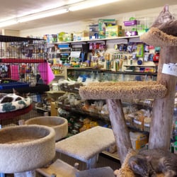 Noah's Ark Pet Center - Kittens roam the store