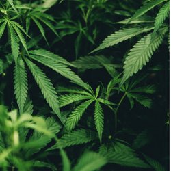 Best Cannabis