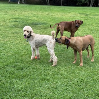Laguna Beach Dog Park - Dog Parks Near Me - Laguna Beach, California Laguna Beach Dog Park - Dog Parks Near Me - Laguna Beach, California