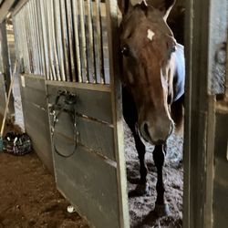 Chestnut Lane - This is my horse Lucy she is adorable