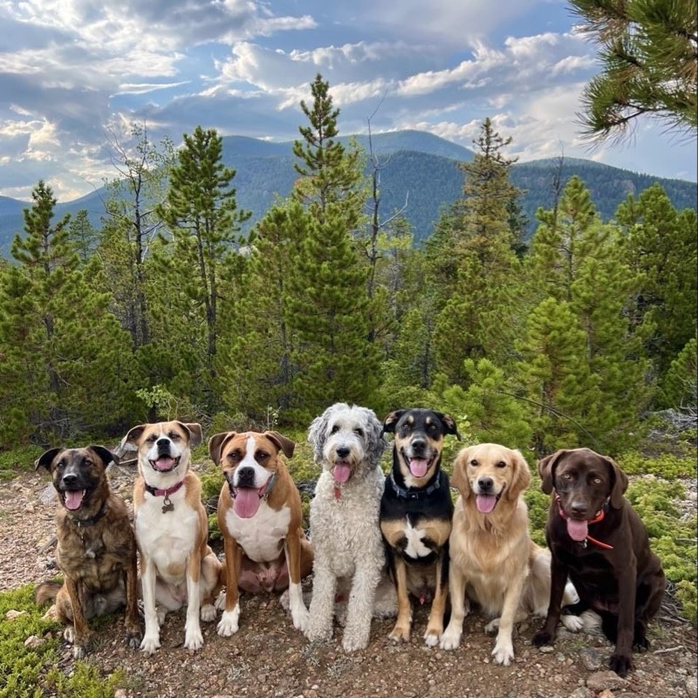 Active Dog Colorado - Dog Walkers Near Me Active Dog Colorado - Dog Walkers Near Me