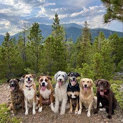 Active Dog Colorado