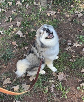 Professional Dog Training - I'd be happy to help you with all your Dog training needs, whether obedience (basic or advanced) or behavior problems. Call today to book yout session. Professional Dog Training - I'd be happy to help you with all your Dog training needs, whether obedience (basic or advanced) or behavior problems. Call today to book yout session.