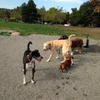Carefree Canines - Grandview Off Leash Area - Dog Walkers Near Me - Seattle, Washington Carefree Canines - Grandview Off Leash Area - Dog Walkers Near Me - Seattle, Washington