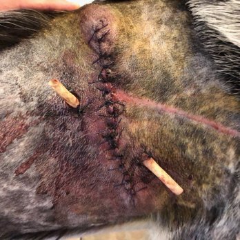 ALL Creatures Veterinary Center - 21 stitches later and some drainage tubes. Poor baby.. - Veterinarians Near Me - Newhall, California
