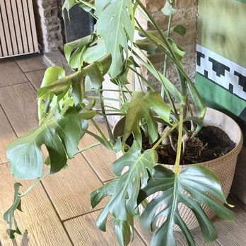 Monstera Coffee Studio - Monstera - Coffee & Tea Near Me - Clovis, California