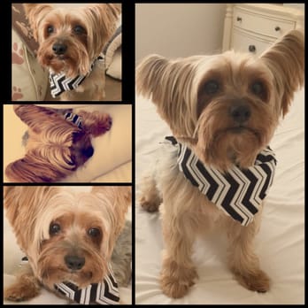 Pet Haven - AAA Pro Pet Groomers - My little prince Marley - Pet Groomers Near Me Pet Haven - AAA Pro Pet Groomers - My little prince Marley - Pet Groomers Near Me