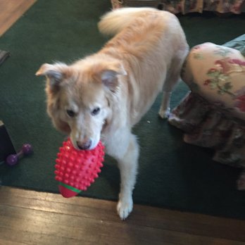Jet City Dog Walking - Luke with his favorite red ball. He and Jules were both football fans... - Dog Walkers Near Me Jet City Dog Walking - Luke with his favorite red ball. He and Jules were both football fans... - Dog Walkers Near Me