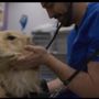 Photo of Encino Pet Hospital And Emergency