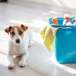 Euro Cleaning - Safe cleaning for furry friends! Our pet-friendly products keep your home spotless & pets happy.