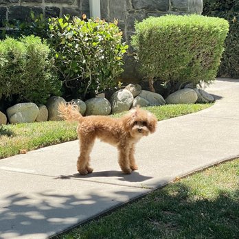 My Pet Garden - Pet Stores Near Me - Pasadena, California