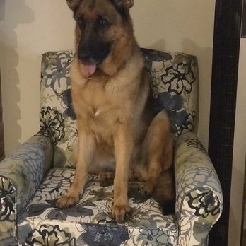 Royal Spa Mobile Pet Grooming - Pet Groomers Near Me Royal Spa Mobile Pet Grooming - Pet Groomers Near Me