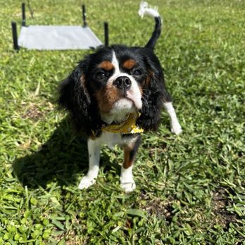 G.O.D.O.G.S. - Pet Training Near Me - Oviedo, Florida G.O.D.O.G.S. - Pet Training Near Me - Oviedo, Florida