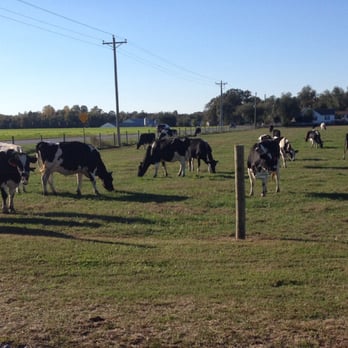 Vanderwende's - As you eat your ice cream, you MAY have a chance to thank the cows. Watch the electric fence, though! - Ice Cream & Frozen Yogurt Near Me - Bridgeville, Delaware Vanderwende's - As you eat your ice cream, you MAY have a chance to thank the cows. Watch the electric fence, though! - Ice Cream & Frozen Yogurt Near Me - Bridgeville, Delaware