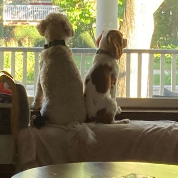 Pet Butler - Pet Transportation Near Me - Plainfield, Illinois