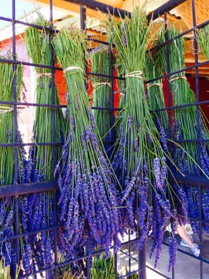 Sequim Lavender Festival by null