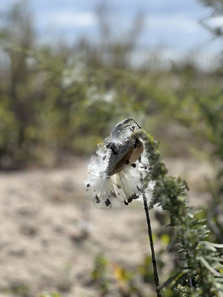 Sherwood Island State Park