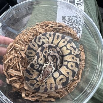 LLLReptile & Supply - Reptile Shops Near Me - Oceanside, California LLLReptile & Supply - Reptile Shops Near Me - Oceanside, California