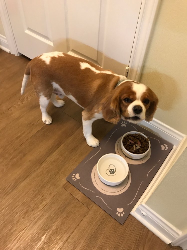 THE WAGMOR LUXURY PET HOTEL & SPA 44 Photos & 100 Reviews Pet Groomers 11939 Ventura Blvd