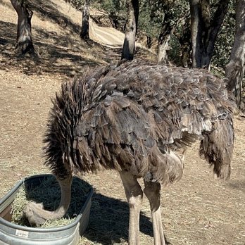 Safari West - Zoos Near Me - Santa Rosa, California