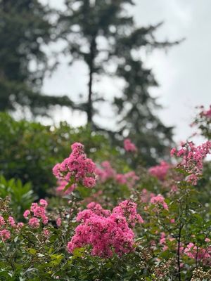 International Rose Test Garden by null