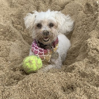 Calvin & Susie - Bailey collecting sand to take home ‍ - Pet Stores Near Me - Honolulu, Hawaii
