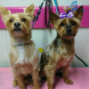 Peace 4 Paws - Pet Groomers Near Me - Upland, California Peace 4 Paws - Pet Groomers Near Me - Upland, California
