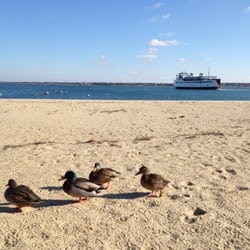 Children's Beach Park - Ducks in the winter at Children's Beach.