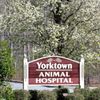 Yorktown Animal Hospital gift card