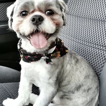 Wags on Willow - Our very happy puppy, Yoshi :) - Pet Stores Near Me - Northfield, Illinois