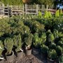 Photo of Stafford Ridge Nursery