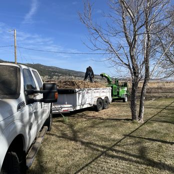 Deadwood Forestry - Chipping a willow hedge - Tree Services Near Me