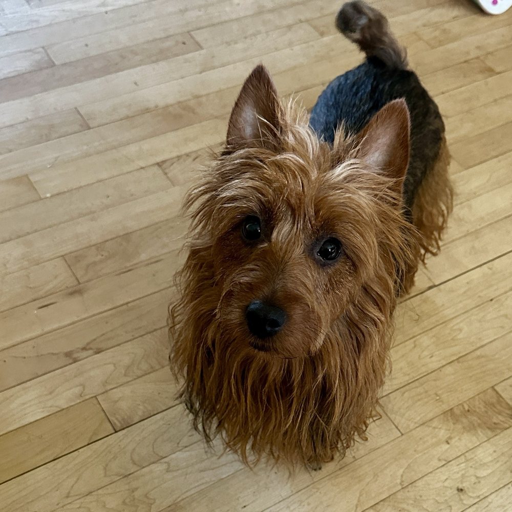 Jackson Pet Hospital - Australian Terrier - Veterinarians Near Me - Jackson, Wisconsin Jackson Pet Hospital - Australian Terrier - Veterinarians Near Me - Jackson, Wisconsin