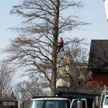 To The Top Tree Service - Tree Services Near Me - Lenhartsville, Pennsylvania To The Top Tree Service - Tree Services Near Me - Lenhartsville, Pennsylvania