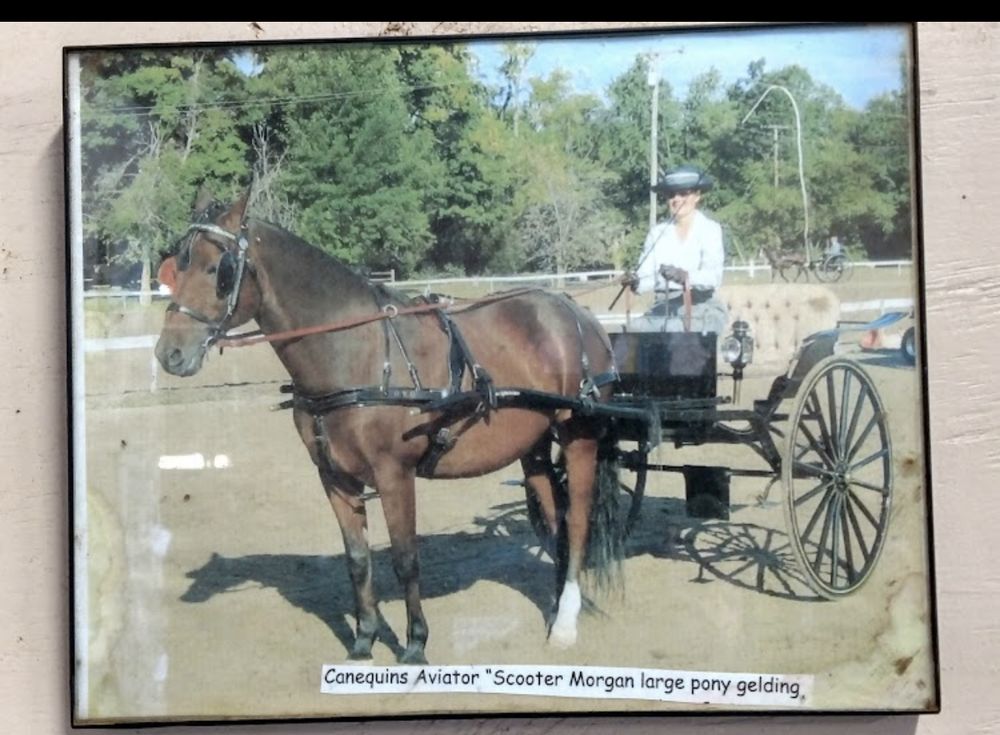 EQUINE ODYSSEY Pinckney, Michigan Horse Boarding Phone Number Yelp