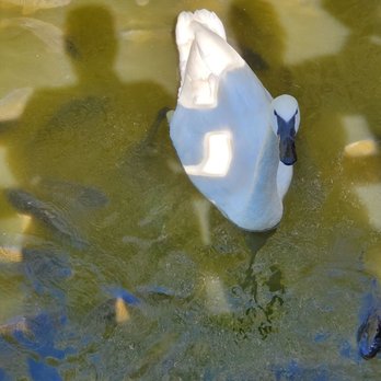 Riverside Discovery Center - Feeding the Swan and Fish - Zoos Near Me - Scottsbluff, Nebraska
