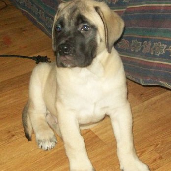 4 Paws Mastiffs - Pet Breeders Near Me - Atkins, Arkansas 4 Paws Mastiffs - Pet Breeders Near Me - Atkins, Arkansas