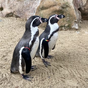 ZSL London Zoo - 'Meet the Penguins' experience - Humboldt penguins - Zoos Near Me - London, XGL ZSL London Zoo - 'Meet the Penguins' experience - Humboldt penguins - Zoos Near Me - London, XGL