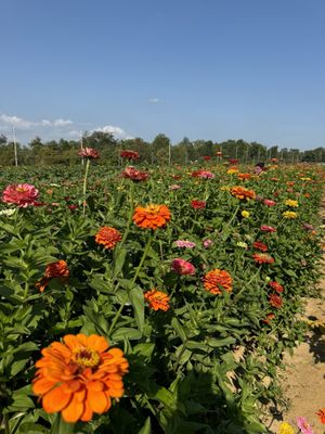 Terhune Orchards by null