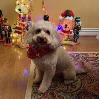 Coat & Tail Grooming - Penny Lu, looking her best after her grooming session with the best groomer ever Sarah! - Pet Groomers Near Me Coat & Tail Grooming - Penny Lu, looking her best after her grooming session with the best groomer ever Sarah! - Pet Groomers Near Me