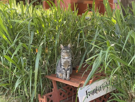 Lānaʻi Cat Sanctuary by null