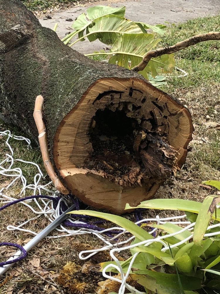 Cash's Cuts Tree Service - tree service in Tampa, FL