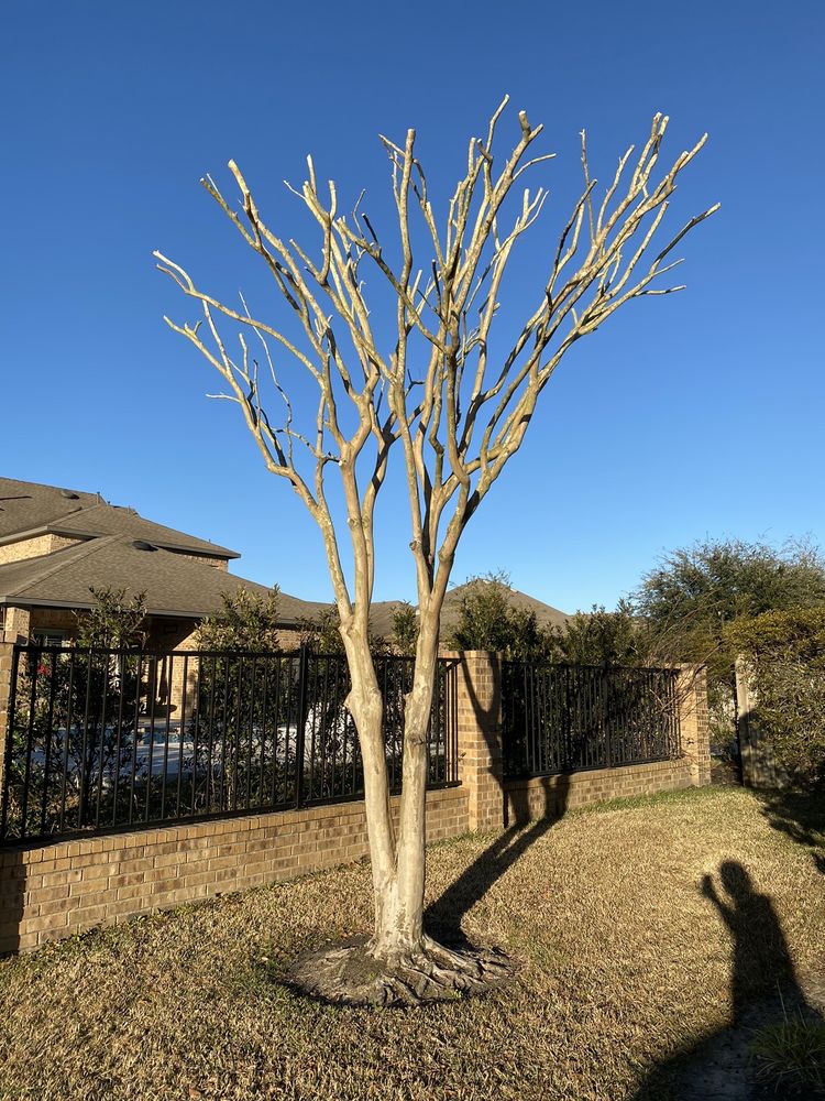 APPLE TREE SERVICE Updated October 2024 18 Photos 1927 Ave C