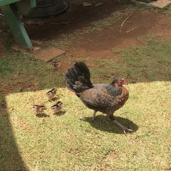 Mark's Place - Chickens like mix plates too - Hawaiian Near Me - Lihue, Hawaii