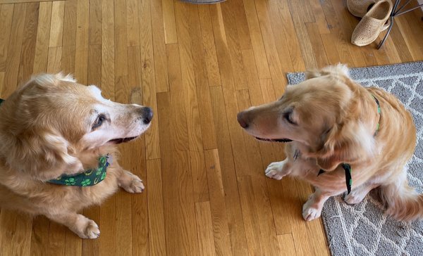 doggie do's hair salon