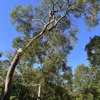 D1 Affordable Tree Service - Big tree removal and stump removal - Tree Services Near Me D1 Affordable Tree Service - Big tree removal and stump removal - Tree Services Near Me