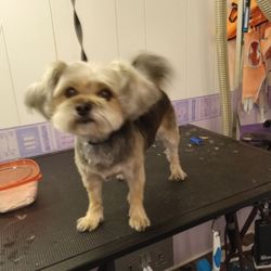 Paula's Pampered Pups