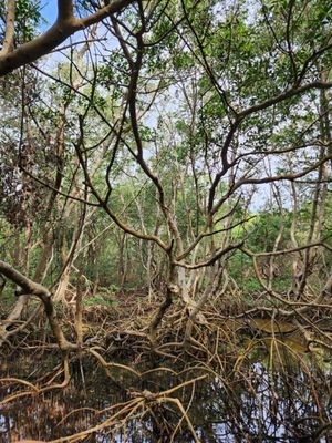 Weedon Island Preserve by null